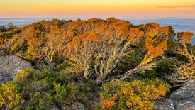 Australian Landscapes